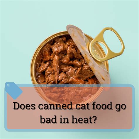 Does Canned Cat Food Go Bad?