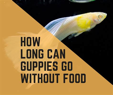 How Long Can Guppies Go Without Food?